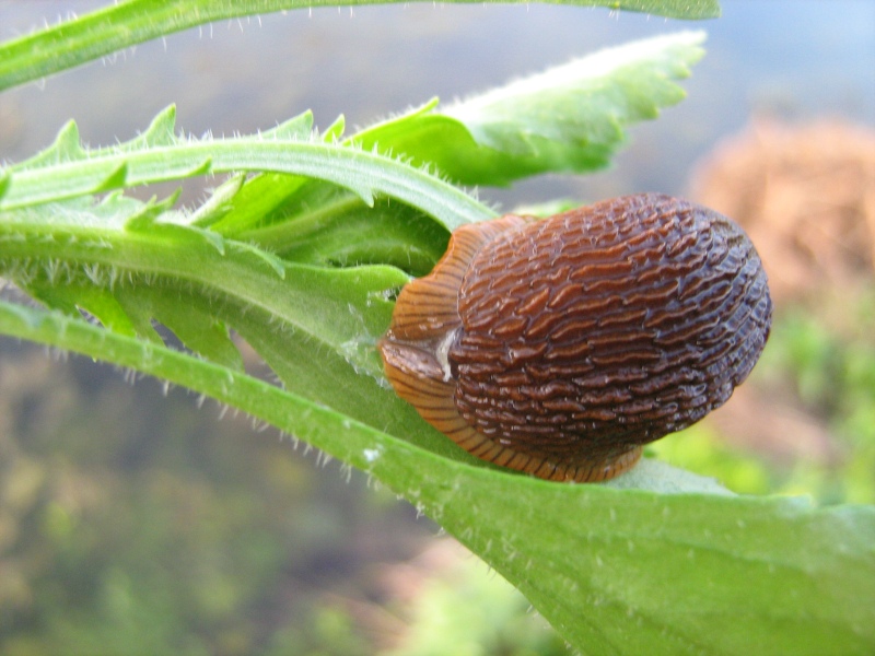 Arion vulgaris presso il fiume Stura di Demonte